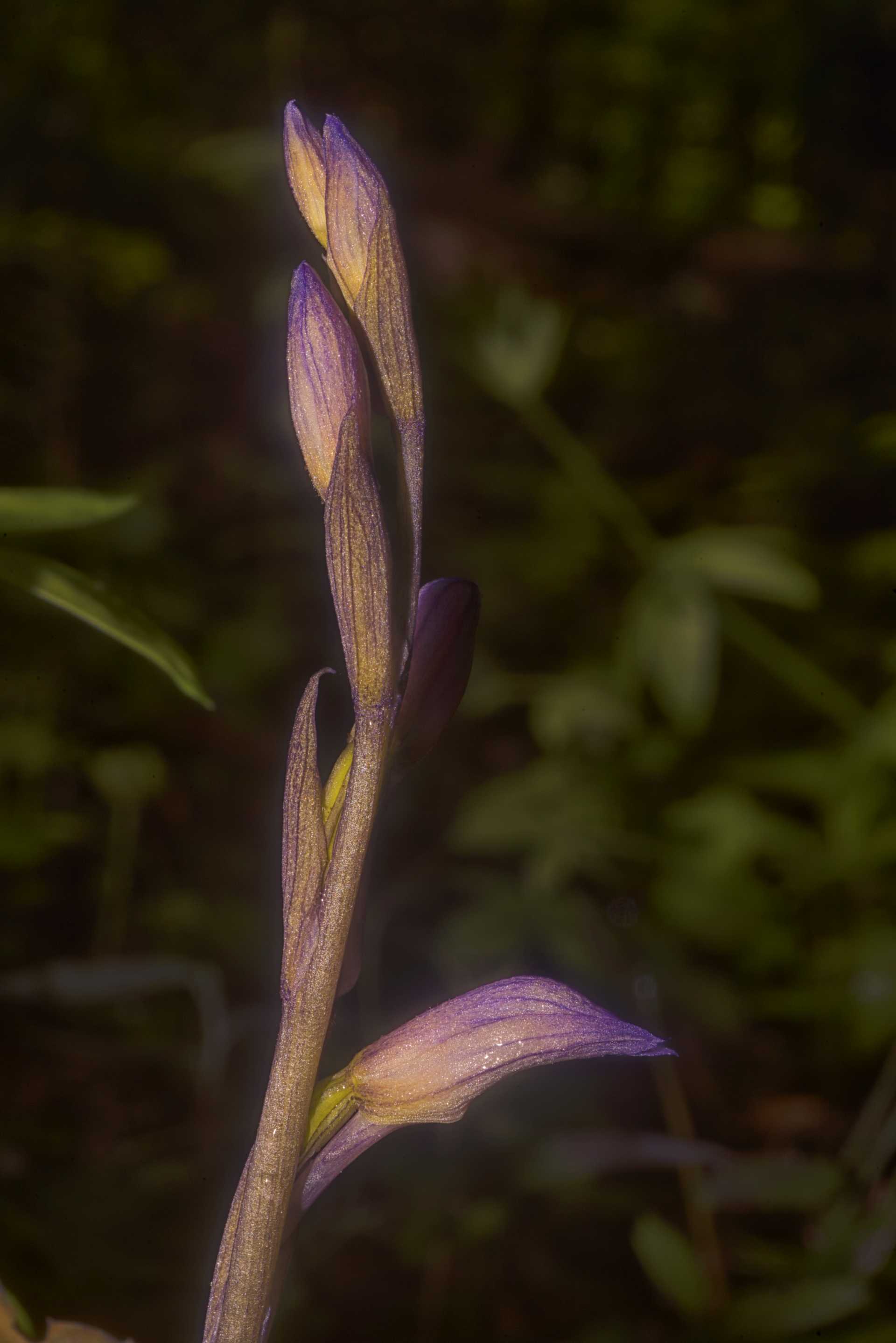 L''orchidea Fior di legna Limodorum abortivum